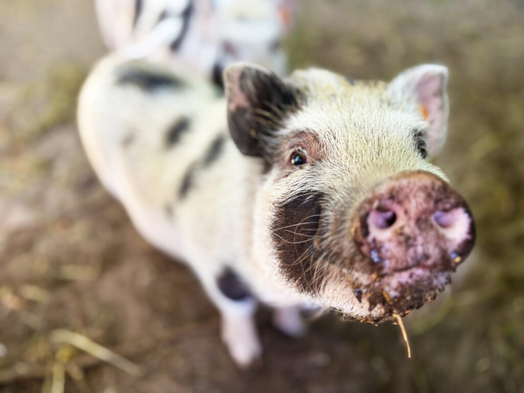 Knor en Snor, de varkentjes van Landgoed de Zelt, van dichtbij gefotografeerd
